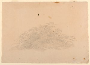 Study of Foliage by William Stanley Haseltine