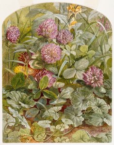 Red Clover with Butter-and-Eggs and Ground Ivy by William Trost Richards
