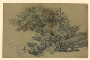 Study of Foliage