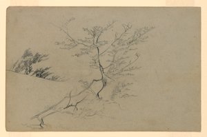 Study of Foliage