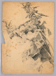 Study of Foliage