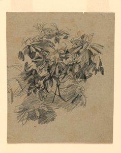 Study of Foliage