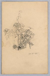 Study of Foliage