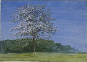 Study of a Tree in Bloom by Joseph Mallord William Turner