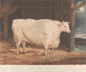The Durham White Ox