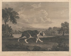 The Spanish Pointer by William Woollett