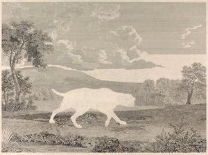 The Spanish Pointer by William Woollett