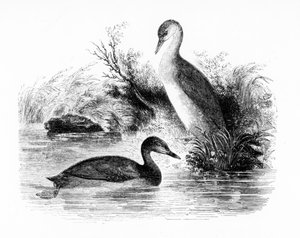 The Little Grebe, or Dabchick, illustration from 