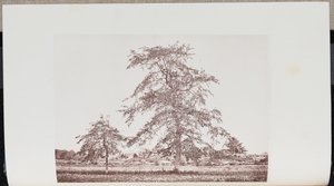 Tupelo Trees in a Field near the Outlet on the Old Essex Road in Beverly