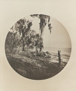 Palm Tree and Beach Scene, Florida Coast