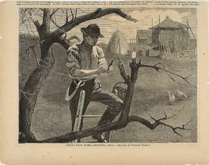 Spring Farm Work—Grafting