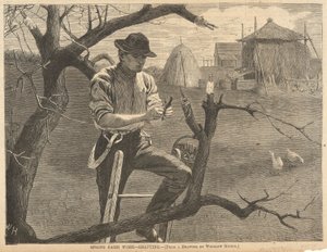 Spring Farm Work