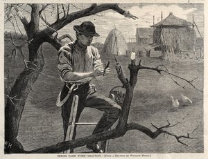Spring Farm Work - Grafting