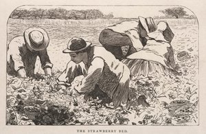 The Strawberry Bed by Winslow Homer