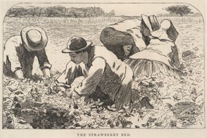 The Strawberry Bed, from Our Young Folks, July 1868 by Winslow Homer