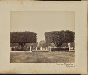Trees Near Water Palace, Yogyakarta by Woodbury and Page