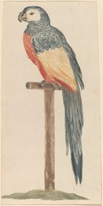 Parrot, 1680s-1690s