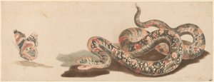 Snake and Butterfly