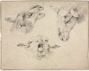 Sheep Heads by Wouter Verschuur