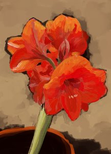 Vibrant Amaryllis Bloom