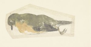 Dead Robin