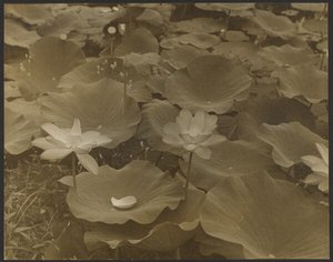 Lotus