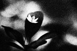 Stark White Bloom