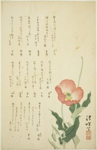 Two Poppies by Yokoyama Seiki