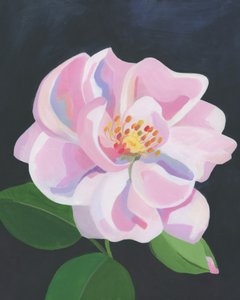 Soft Pink Rose