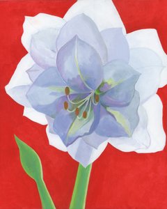 Vibrant Amaryllis Bloom