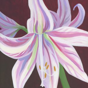 Vibrant Striped Amaryllis by Yvonne Gustafsson