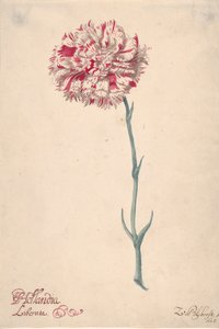 A Carnation, 1675 by Zacharias Blijhooft