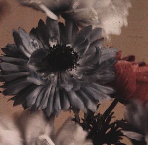 Anemone flowers