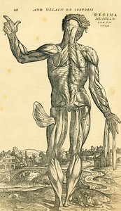 Back of male human body, an anatomical study originally published in De Humani Corporis Fabrica Libri Septem by Andreas Vesalius, published Basel by Ferdinand Georg Waldmuller