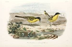 Black-headed Yellow Wagtails, Black Sea Area by John Pardon