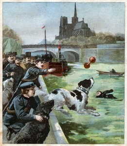 Rescue Dog by John Pardon