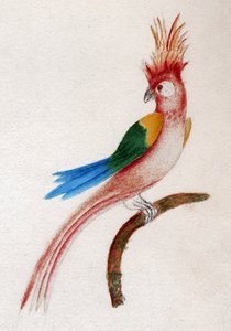 Crested Parakeet by . .