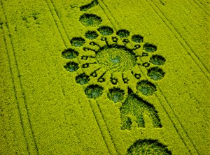 Crop circle in oilseed rape field, Milk Hill, Alton Priors, Vale of Pewsey, Wiltshire by Ferdinand Georg Waldmuller