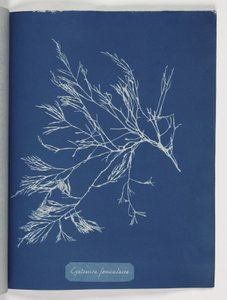 Cystoseira foeniculacea by Frederick (attr. to) Barnard