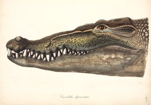 Estuarine or Saltwater Crocodile, Asia by John Pardon