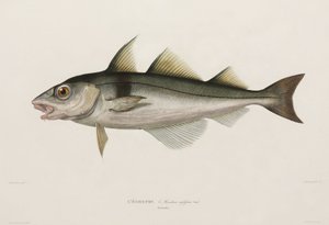 Haddock, Iceland, early 19th century by John Pardon
