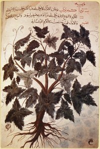 Herbals Vine