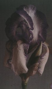 Iris germanica by Frederick (attr. to) Barnard