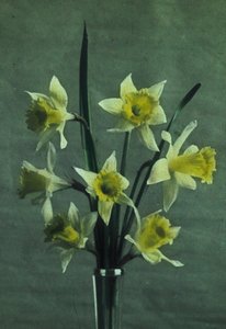 Daffodil - Golden Spur by Frederick (attr. to) Barnard