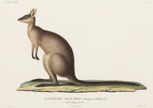 Kangaroo, New South Wales, Australia