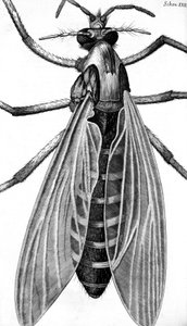Microscopy by Frederick (attr. to) Barnard