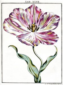 Microscopy by Frederick (attr. to) Barnard