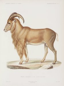 Mouflon, Algeria by John Pardon