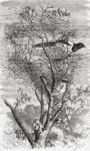 Nest of the Eurasian magpie or common magpie (Pica pica) by . .