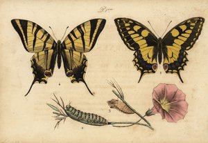 Old World swallowtail, Papillo machaon and scarce swallowtail, Iphiclides podalirius